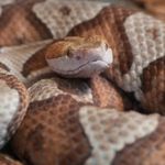 What are Copperhead Snakes?