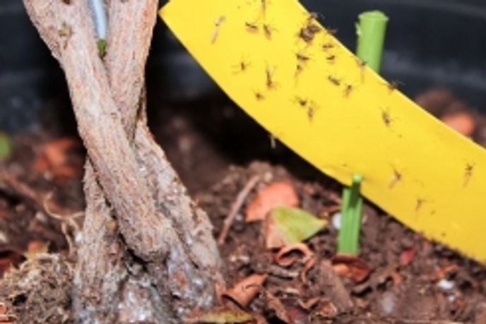 How to Get Rid of Gnats