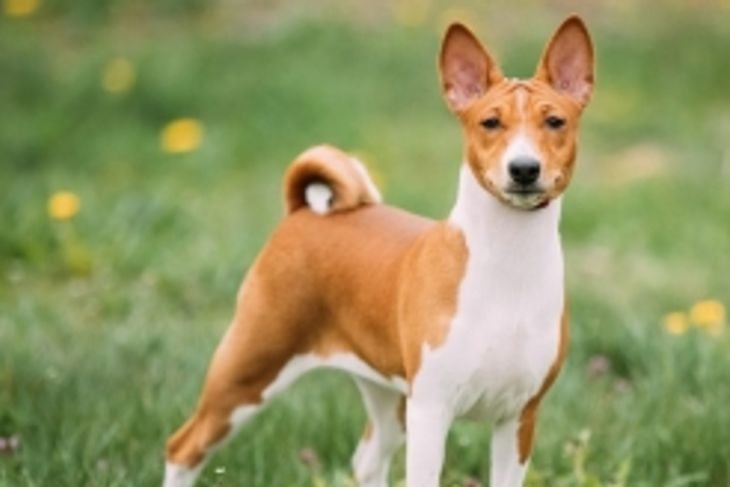Great Apartment Dogs That Bark The Least