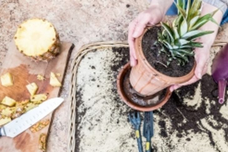 How to Grow Pineapple at Home