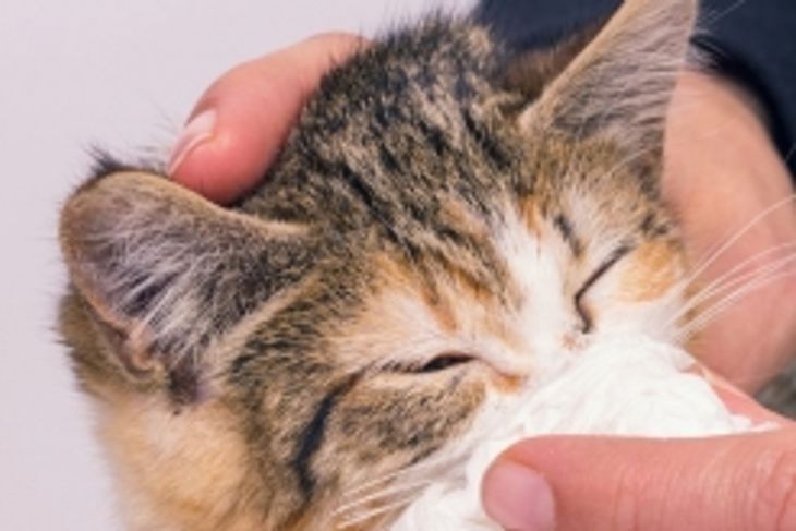 Why Do Cats Sneeze?