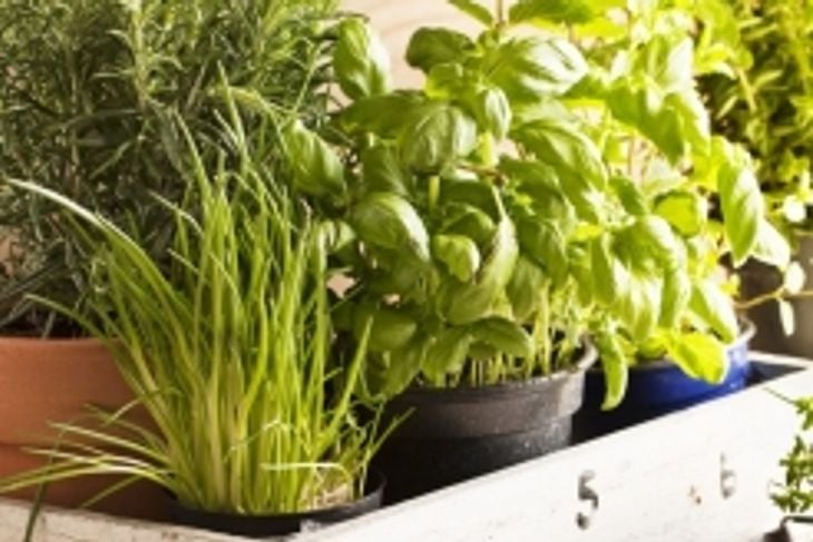 How to Grow Your Own Fresh Herbs