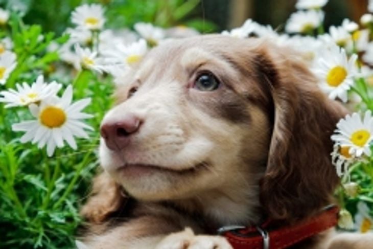 Why Is My Dog Coughing?
