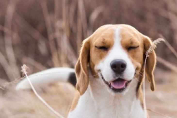 Why Do Dogs Sneeze?