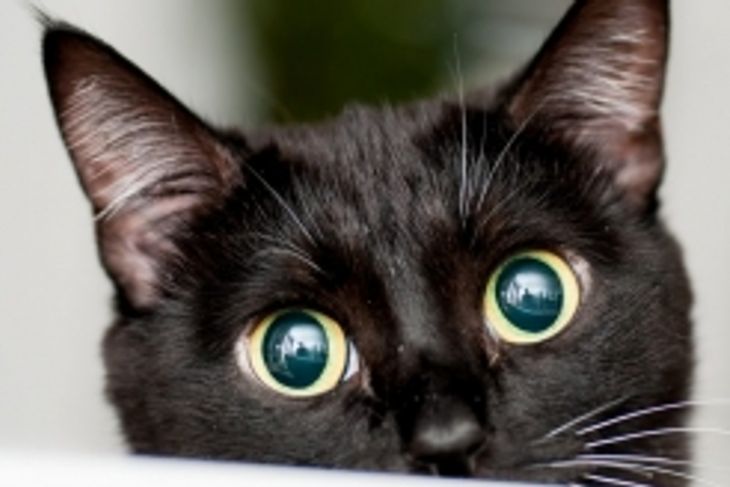 Can Cats See in the Dark?