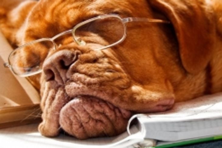 Large Dog Breeds That Make Perfect Pets