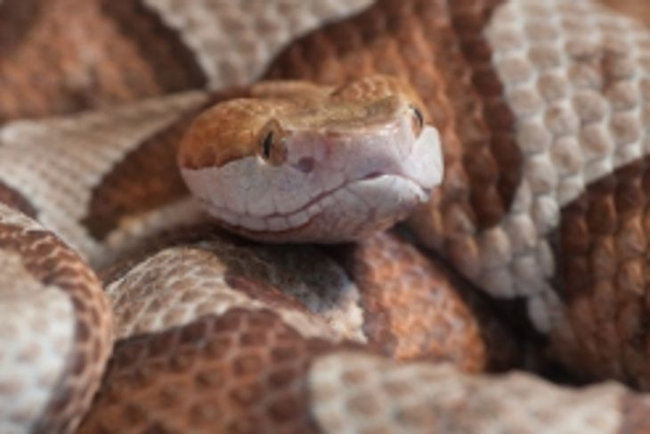 What are Copperhead Snakes?