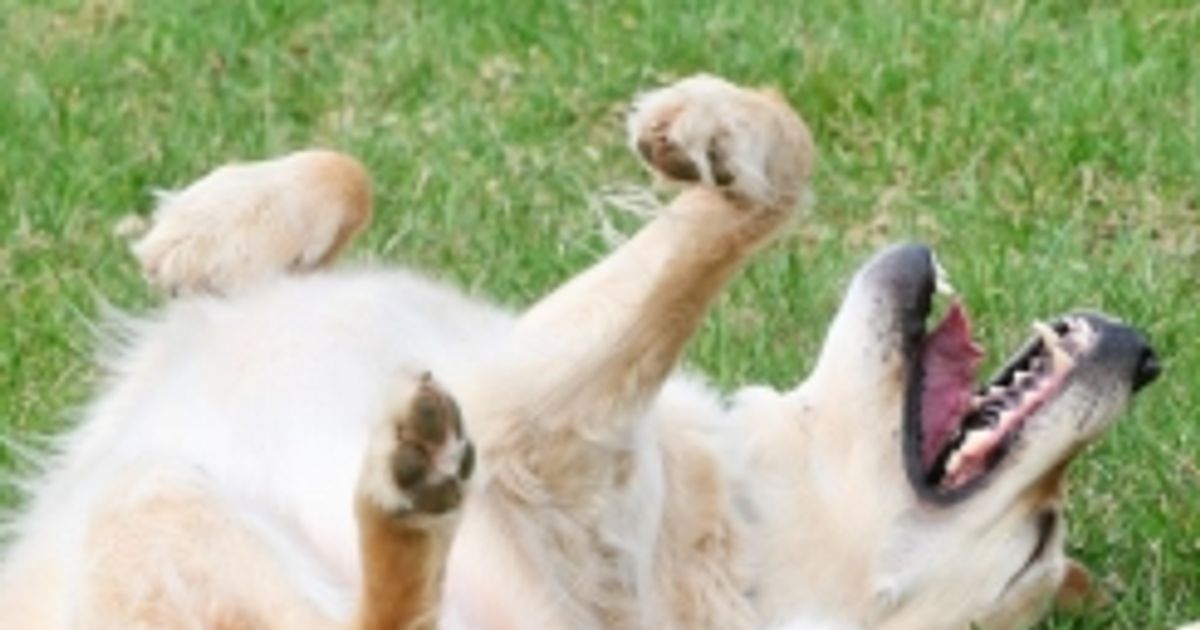 Why Do Dogs Roll In Grass, Dirt and Smelly Things? Facty