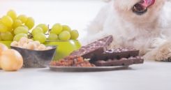 Can Dogs Eat Grapes? - Facty