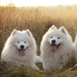 The Most Expensive Dog Breeds in the World