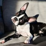 What is Vestibular Disease in Dogs?