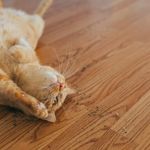 Catnip: The Feline-Friendly Plant