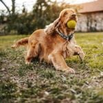 What are Some Popular Medium-Sized Dog Breeds?