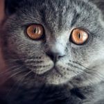 Can Cats See Color?