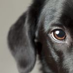 Can Dogs See Color?
