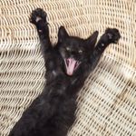 Why do Cats Meow?