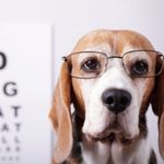 Can Dogs See in the Dark?