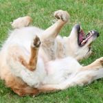 Why Do Dogs Roll In Grass, Dirt and Smelly Things?