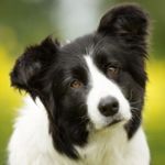 Why Do Dogs Tilt Their Heads?
