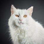 Everything You Need to Know About Cats in Heat