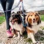 Do Dogs Have Periods?