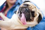 Pugs: The Happy-Go-Lucky Canines