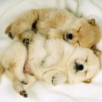 Do Dogs Have Belly Buttons?