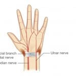 What is the Ulnar Nerve?