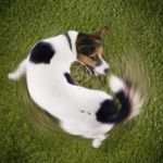 Why Do Dogs Wag and Chase Their Tails?