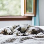 Why Cats Sleep So Much