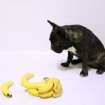 Can Dogs Eat Bananas?