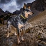 The Smartest Dog Breeds in the World