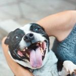 Why Do Dogs Pant?
