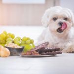 Can Dogs Eat Grapes?
