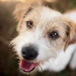 Why Do Dogs Have Whiskers?