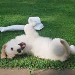 When Do Dogs Stop Growing?