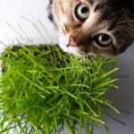 Why Do Cats Eat Grass?