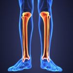 All About the Fibula