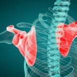 The Scapula and its Muscles