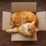 Why do Cats Like Boxes?