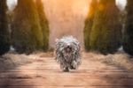 Top Dog Breeds That Don't Shed