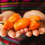 These Are the Hottest Peppers on the Planet