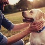 How Long Does a Dog's Heat Last?