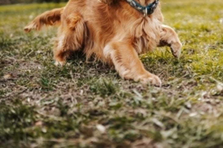 What are Some Popular Medium-Sized Dog Breeds?
