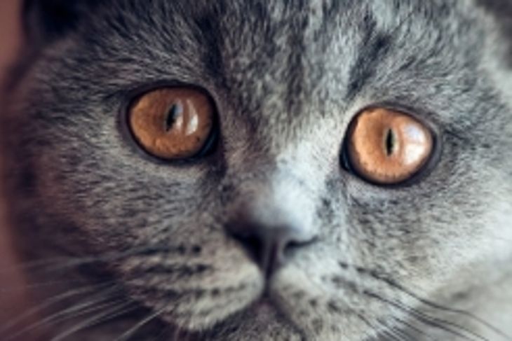 Can Cats See Color?