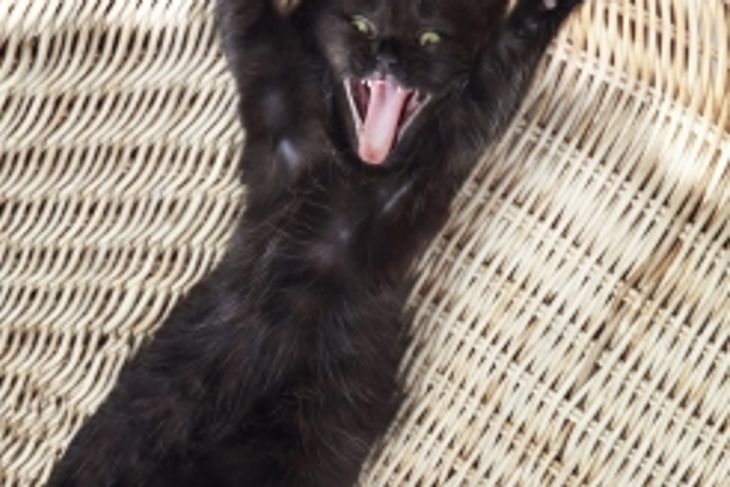 Why do Cats Meow?