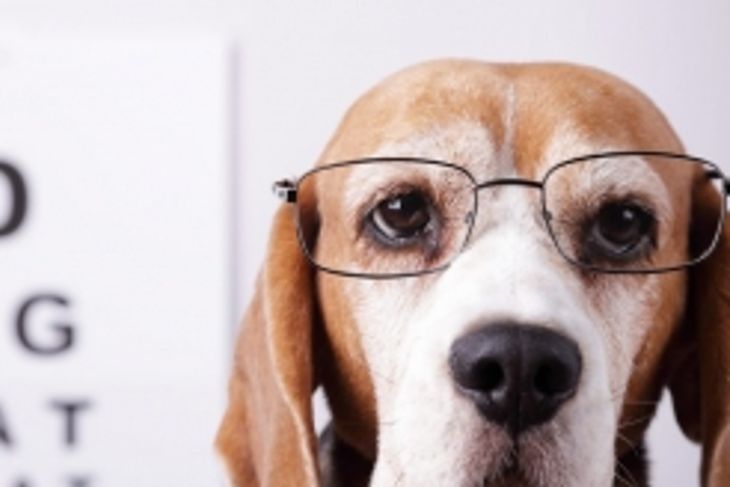 Can Dogs See in the Dark?