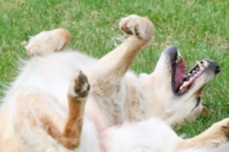 Why Do Dogs Roll In Grass, Dirt and Smelly Things?