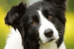 Why Do Dogs Tilt Their Heads?