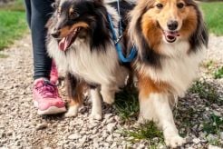 Do Dogs Have Periods?